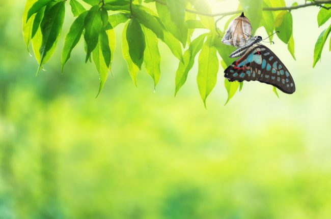 Butterfly emerging from chrysalis symbolizing the changing world of work