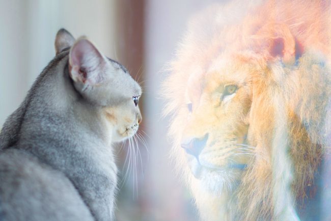 Cat looks in mirror and sees a lion. Indicates a level of high confidence.